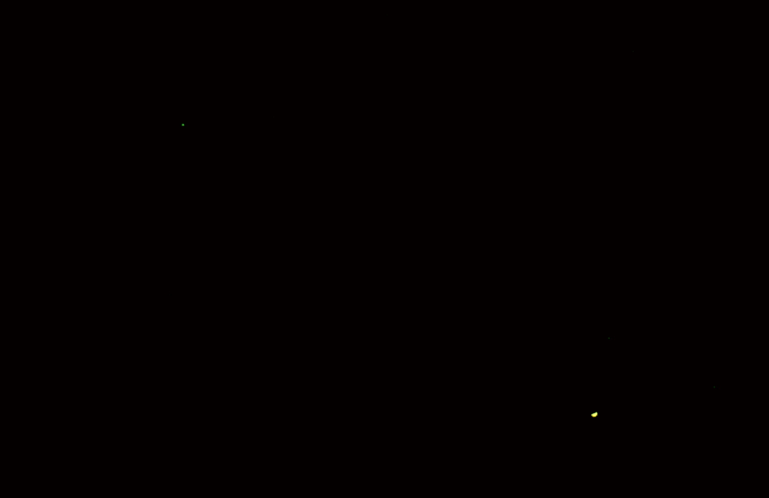 東方最大離の金星と海王星の接近　2017.01.12　金星18:38:57 海王星18:40:02 ｺﾝﾎﾟｼﾞｯﾄ2000mm