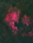 北メリカ星雲　　12021.07.19
