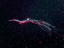 魔女のほうき星雲　　NGC6960  2021.07.22