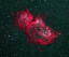 胎児星雲　　（ＩＣ１８４８）　　　2021.08.20