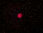 まゆ星雲(IC5146)　　　　　2021.07.17