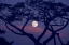 　世界遺産　三保の松原　中秋の名月と羽衣の松　(2009年10月3日　同時刻、同場所撮影の画像合成)