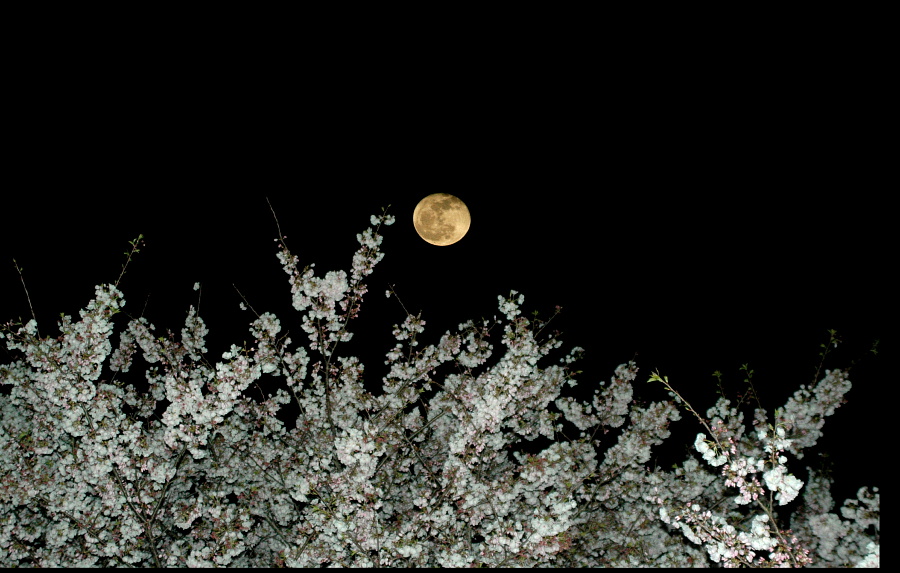 十六夜の月と夜桜　静岡市清水区船越堤公園 同日、同場所撮影の合成
